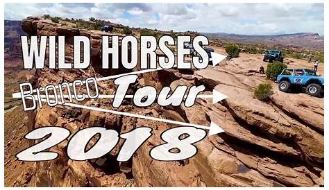 wild horses bronco catalog
