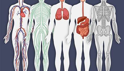 human body systems chart
