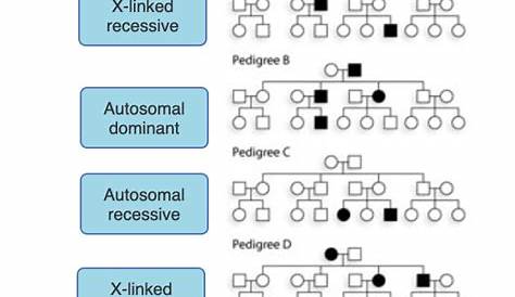 Solved Pedigree A X-linked recessive Pedigree B Autosomal | Chegg.com