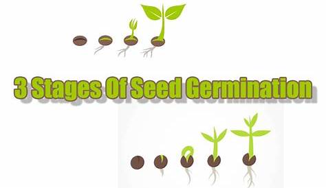 The Three Stages of Seed Germination – Indoor Gardening Guide