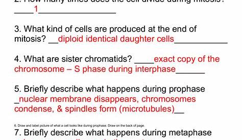 Meiosis vs. Mitosis Worksheet KEY