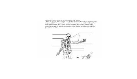 skeletal system worksheet 7th grade