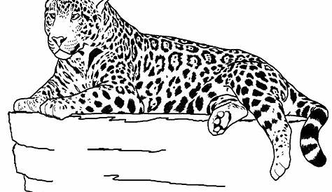 Animal Coloring Pages (16) | Coloring Kids