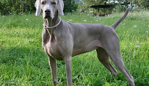 Weimaraner | Dog Breeds Facts, Advice & Pictures | Mypetzilla UK