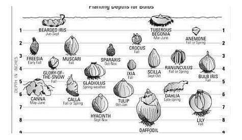 Bulb planting depth | Planting bulbs, Garden bulbs, Bulb flowers