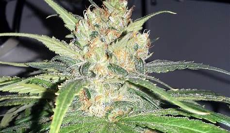 When is the Best Time to Harvest Marijuana Buds? | Grow Weed Easy