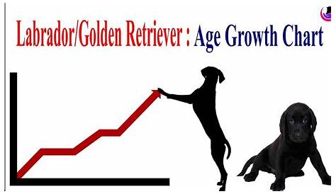 golden retriever age chart