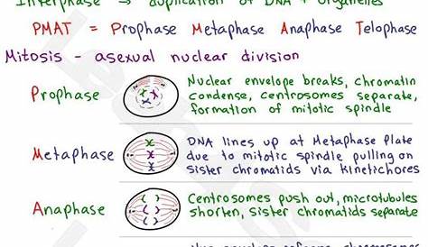 mitosis meiosis kids worksheet