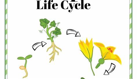 Pumpkin Life Cycle Worksheet (Free Printable) - 24hourfamily.com