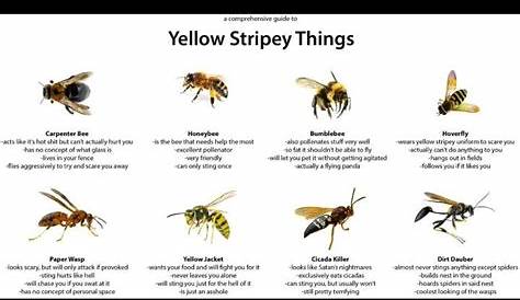 yellow stripey things chart