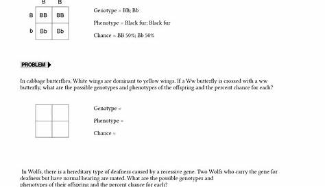 15 Punnett Square Worksheet Answer Key - Free PDF at worksheeto.com