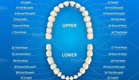 the upper and lower teeth are labeled with their corresponding parts on