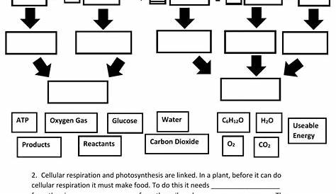 cellular respiration graphic organizer worksheet answers
