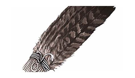 color of eagle feathers