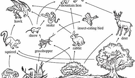 mountain lion food web diagram