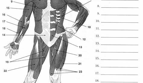 Label Muscles Worksheet | Human muscle anatomy, Human body worksheets