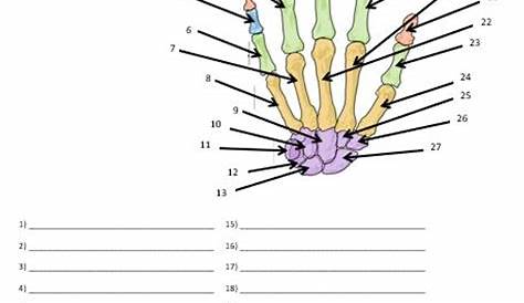 Bones of the Hand and Wrist Quiz or Worksheet - Amped Up Learning