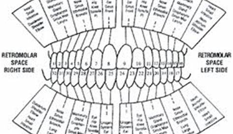 tooth meridian chart corresponding organ