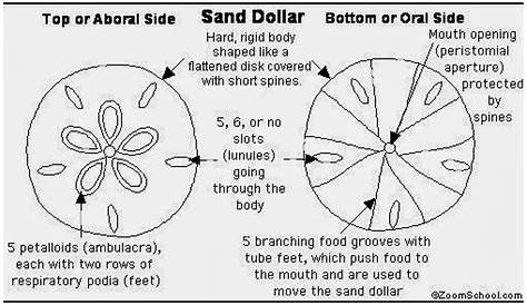 Legend of the Sand Dollar: Legend of the Sand Dollar