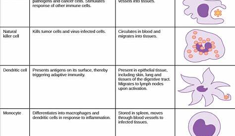 Biology, Animal Structure and Function, The Immune System, Innate