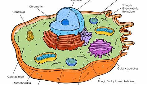 Pin by Yugobeppu on Kids | Animal cell parts, Animal cell project