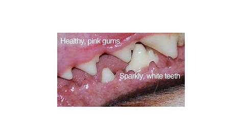 How to Check Your Dog's Gums | Sick dog, Discolored gums, White teeth