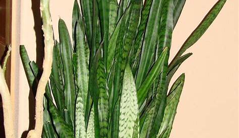 Snake Plants: Plant Care and Collection of Varieties - Garden.org