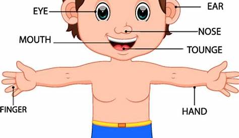 Boy body parts diagram poster Royalty Free Vector Image