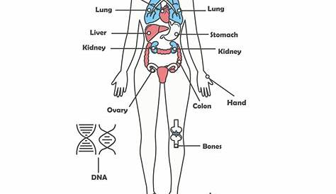 female body organs chart
