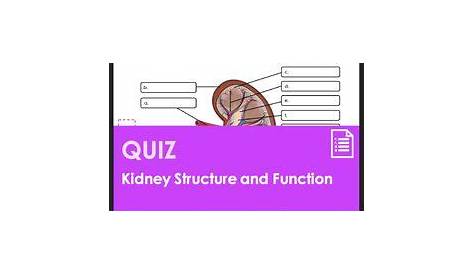 kidney structure and function worksheets answers key
