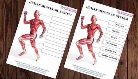 Human Body Systems - Ultimate Guide (10+ Worksheets for Kids)