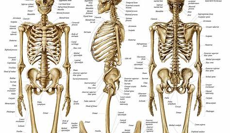 Skeletal System Anatomical Chart - LAMINATED - Human Skeleton Anatomy