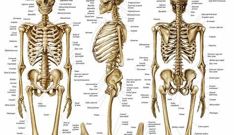 skeletal system printable