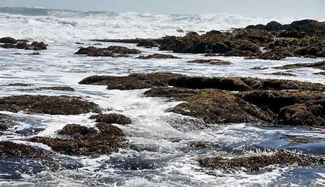 Bodega Bay tide pools show effects of climate change