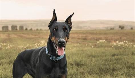 Doberman Ear Cropping - Everything You Need to Know