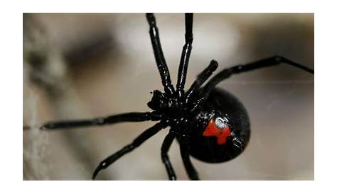 What Does The Black Widow Look Like