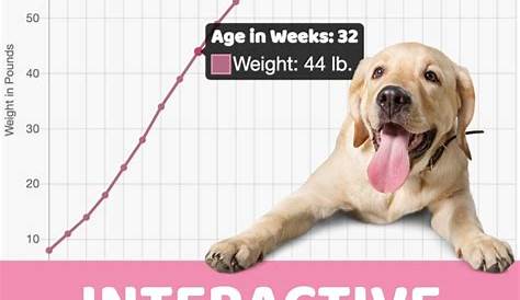 Interactive Labrador Retriever Growth Chart and Calculator - Puppy Weight Calculator