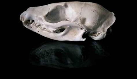 Animal Skull Identification Guide - Waking Up Wild | Waking Up Wild