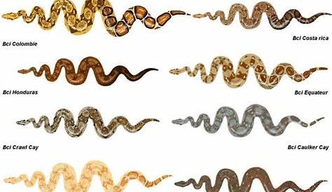 Boa Constrictor Identification - sSNAKESs : Reptile Forum Reptiles