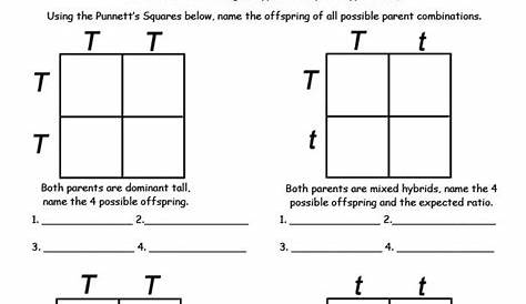 15 Genetic Punnett Squares Worksheets / worksheeto.com