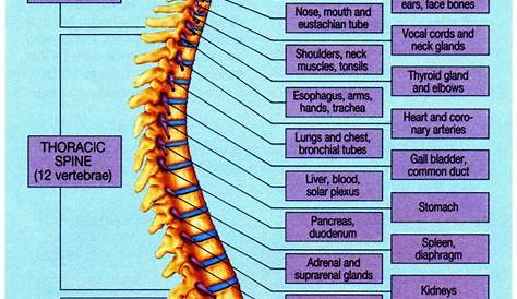 spinal organ chart – Premier Chiropractic Centre