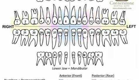 Dentist | Dental assistant study, Dental hygienist school, Dental