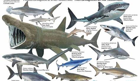 Les requins | Sea shark, Shark, Basking shark