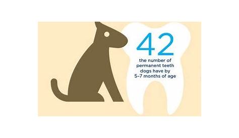 Dog fact! Dogs have 42 permanent teeth by the age of 5-7 months | Dog facts, Animal teeth, Dog