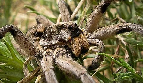 Top Dangerous Spiders in Utah: Elevate Pest Control