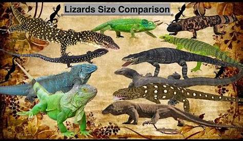 Lizards Size Comparison - YouTube