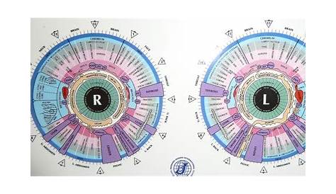 iridology chart left eye