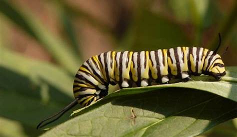 Caterpillar Identification Guide: Find Your Caterpillar With Photos and