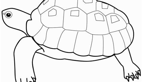 printable pictures of turtles