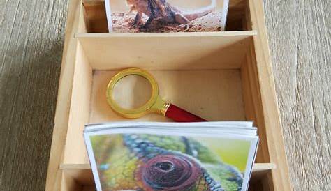 Montessori-inspired Reptile Activities for Kids with Free Printables